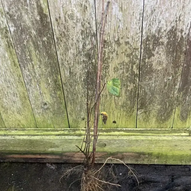 Caragana arborescens Siberian pea tree 40/60cm (Bareroot)