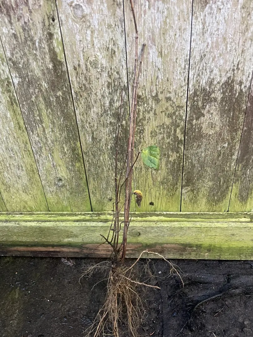 Caragana arborescens Siberian pea tree 40/60cm (Bareroot)