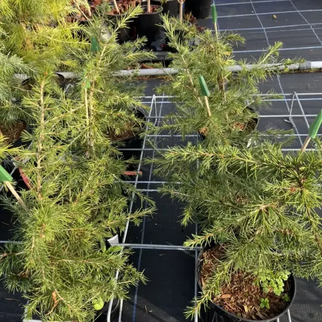 Cedar of Lebanon Tree 40/60cm (2L) - Image 2