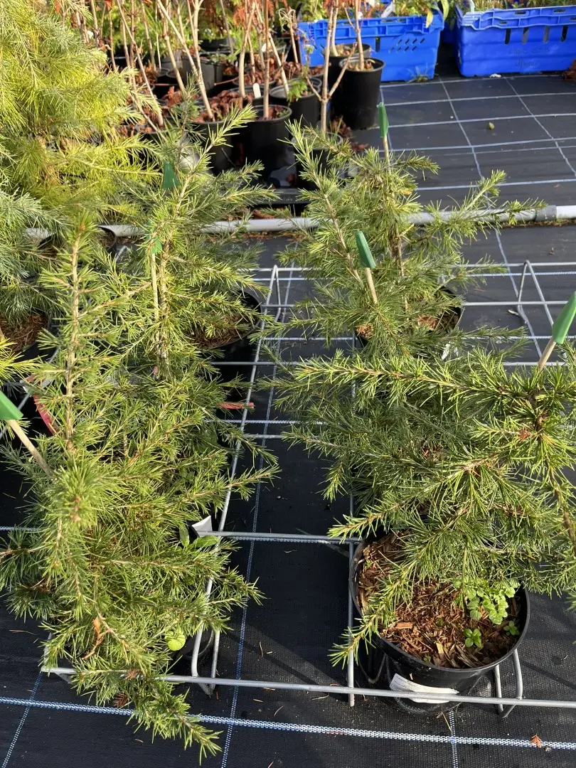Cedar of Lebanon Tree 20/40cm (2L) - Image 4
