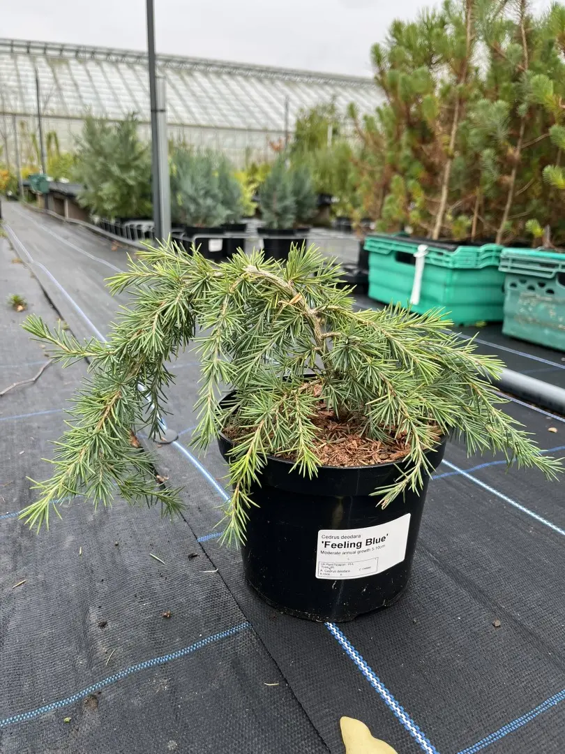 Deodar Cedar 'Feeling Blue' 20/40cm (2L)