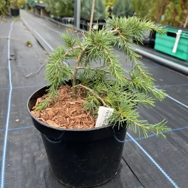 Deodar Cedar 'Feeling Blue' | Dwarf Cedrus deodara | Yarrow Gardens