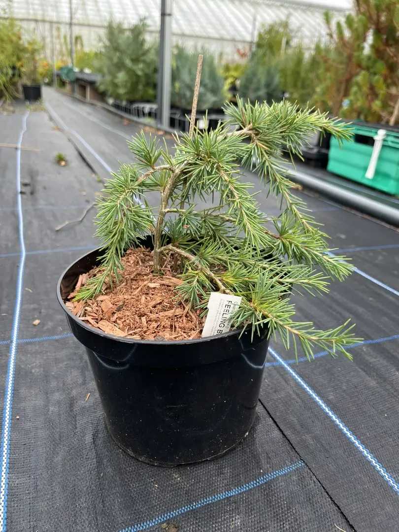 Deodar Cedar 'Feeling Blue' 20/40cm (2L) - Image 2