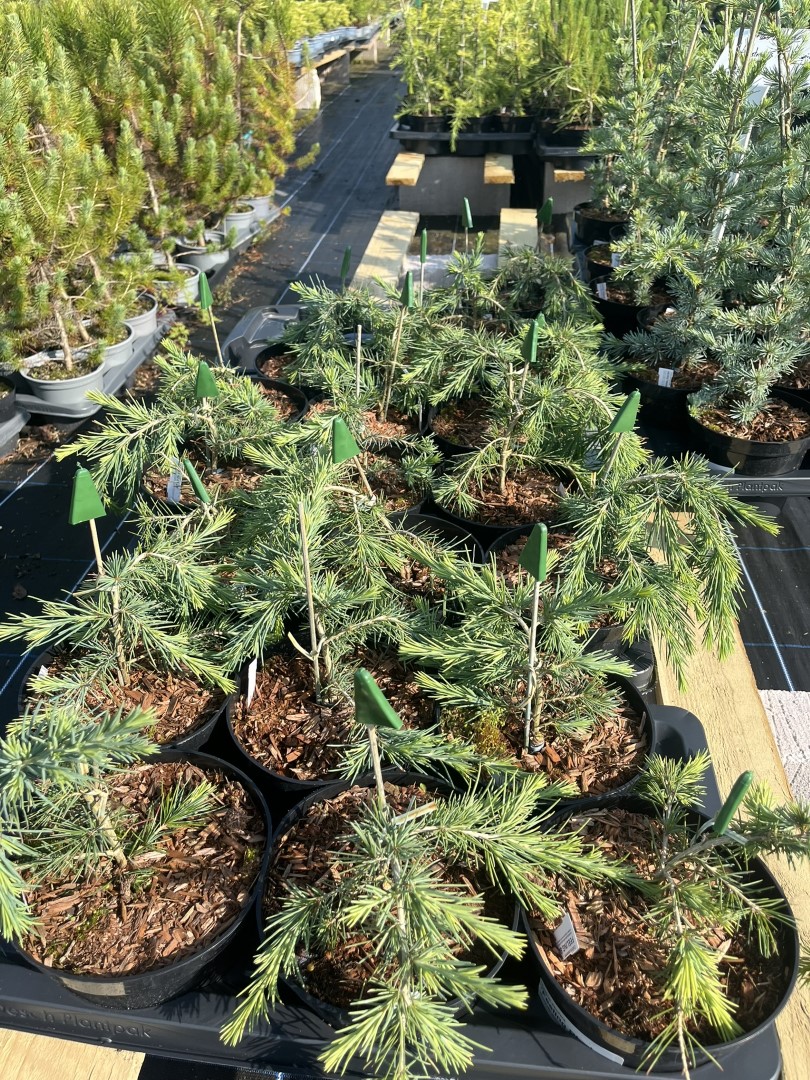 Deodar Cedar 'Feeling Blue' | Dwarf Cedrus deodara | Yarrow Gardens
