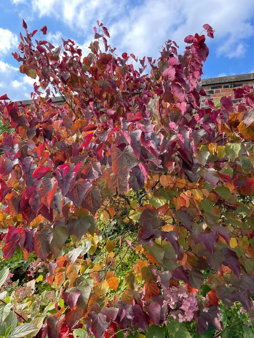 Eastern Redbud 'Eternal Flame' 60/80cm (4L) - Image 2
