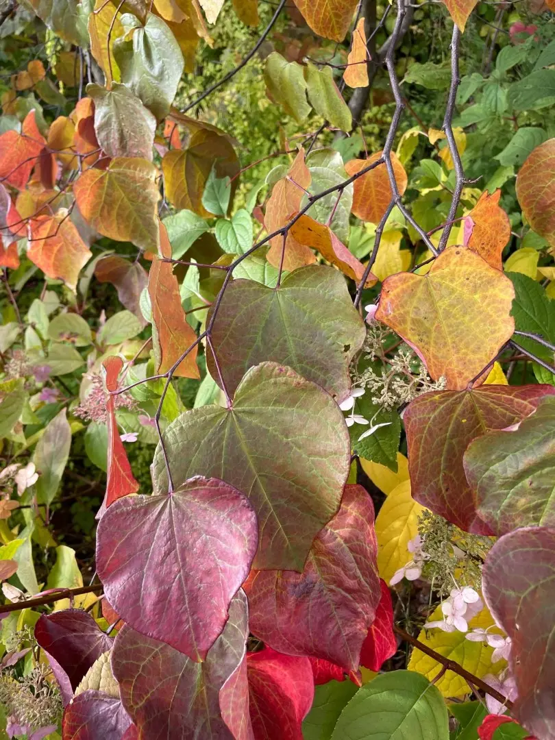 Eastern Redbud 'Eternal Flame' 60/80cm (4L)