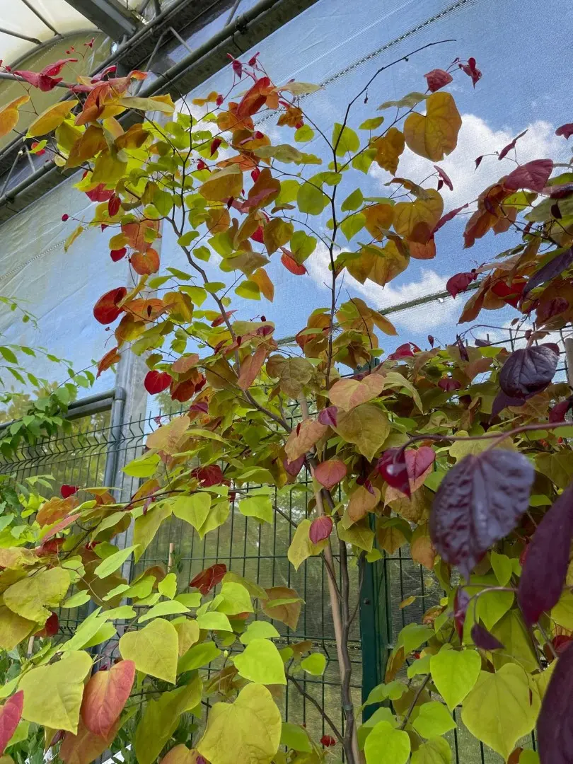 Eastern Redbud 'Eternal Flame' 60/80cm (4L) - Image 3