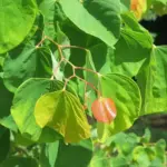 Cercis canadensis Eastern Redbud ‘The Rising Sun’