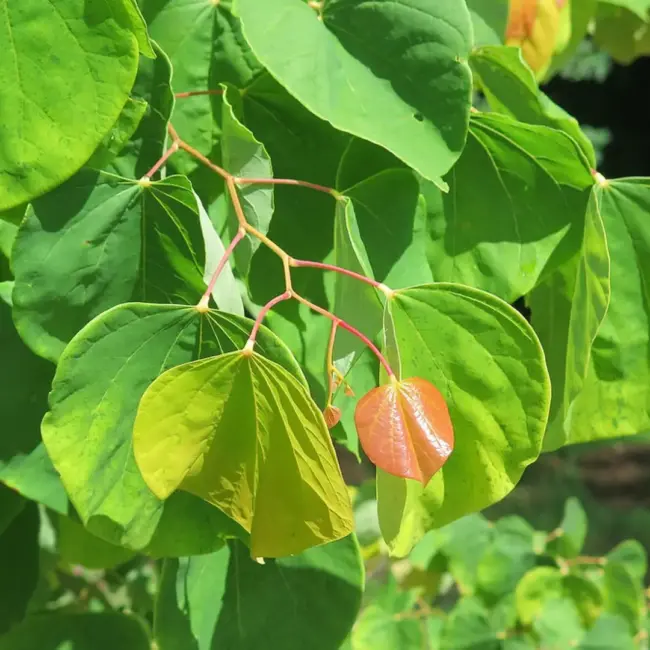 Eastern Redbud 'The Rising Sun' 60/80cm (4L)