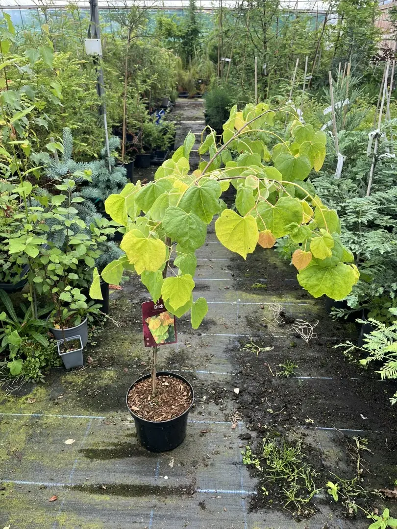 Cercis canadensis - Eastern Redbud 'The Rising Sun'