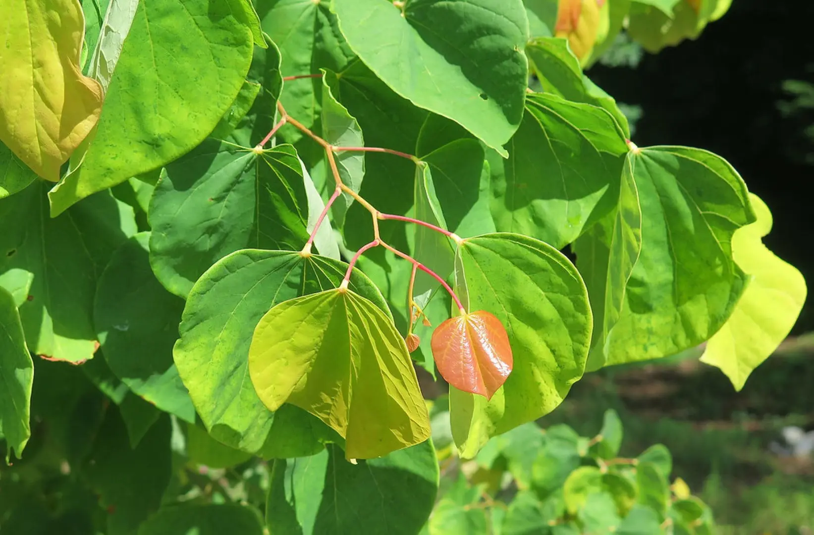 Eastern Redbud 'The Rising Sun' 60/80cm (4L)