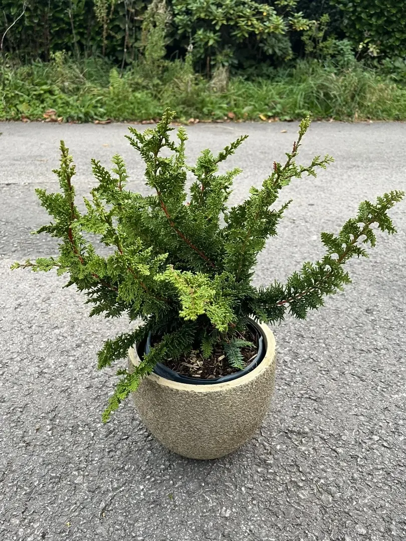 Hinoki Cypress 'Teddy Bear' 20/40cm (3L) - Image 5