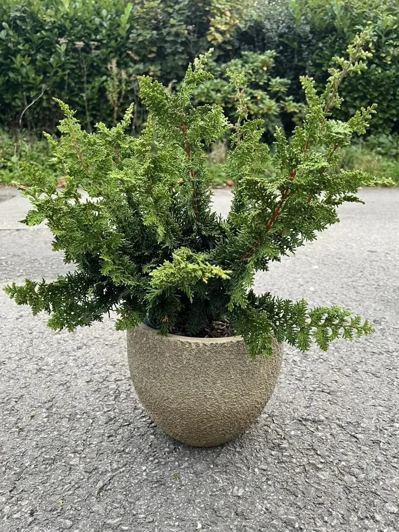 Hinoki Cypress 'Teddy Bear' 20/40cm (3L)