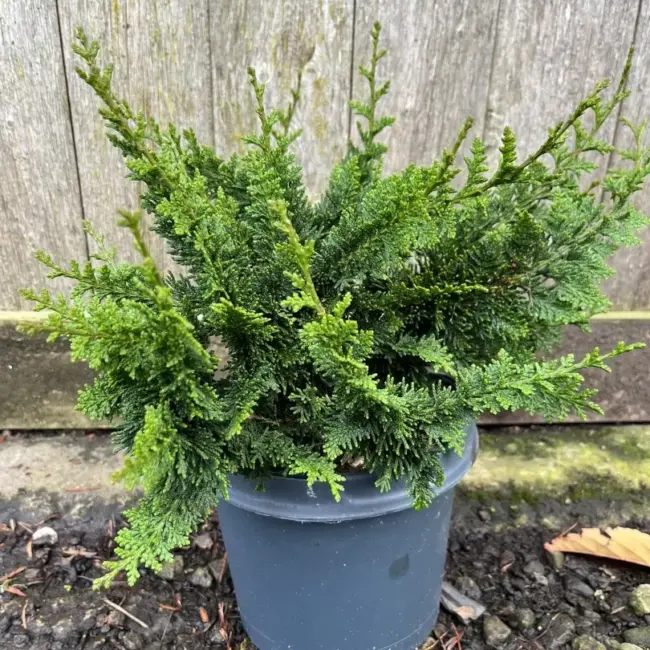 Hinoki Cypress 'Teddy Bear' 20/40cm (3L) - Image 3