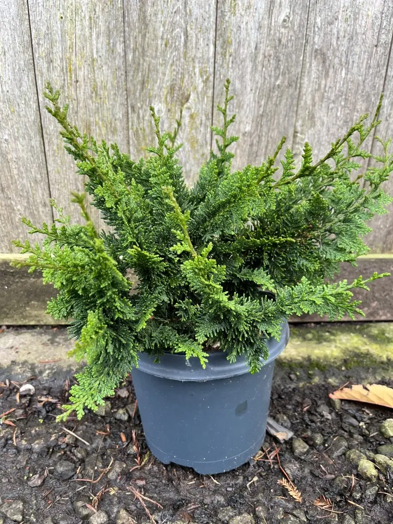 Hinoki Cypress 'Teddy Bear' 20/40cm (3L) - Image 7