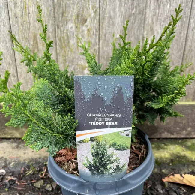 Hinoki Cypress 'Teddy Bear' 20/40cm (3L)