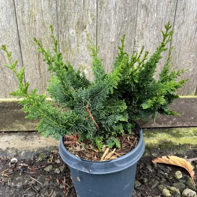 Hinoki Cypress 'Teddy Bear' 20/40cm (3L) - Image 4