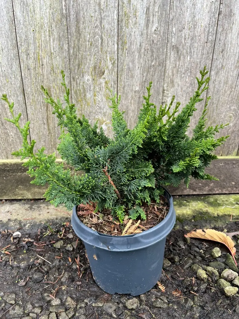 Hinoki Cypress 'Teddy Bear' 20/40cm (3L) - Image 8