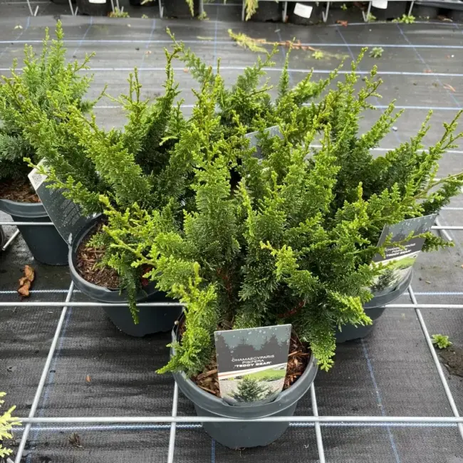 Hinoki Cypress 'Teddy Bear' 20/40cm (3L) - Image 2