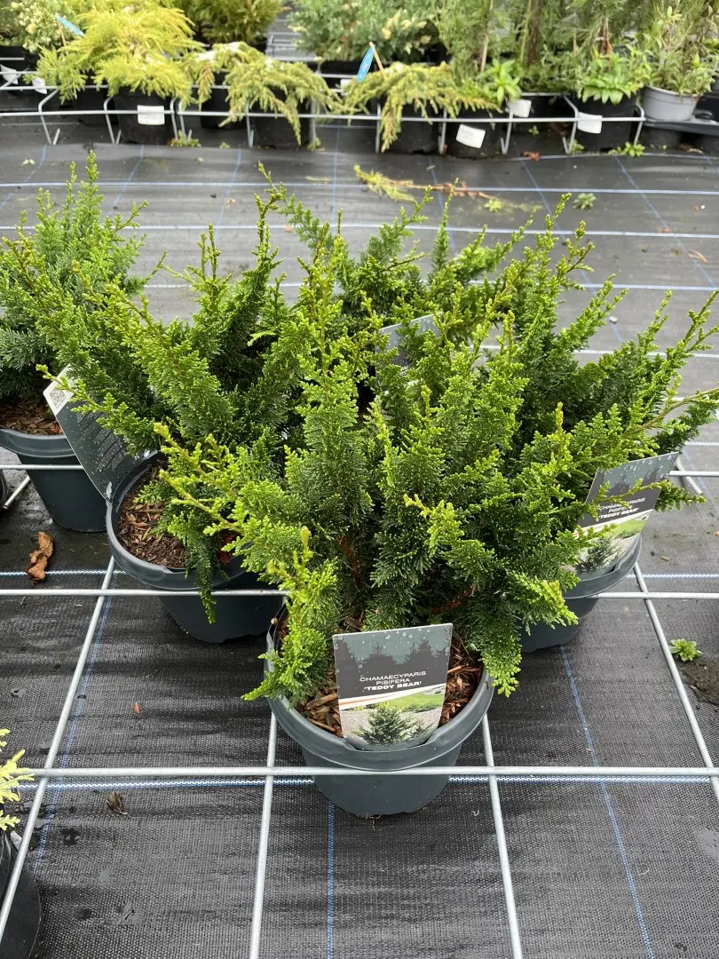 Hinoki Cypress 'Teddy Bear' 20/40cm (3L) - Image 6