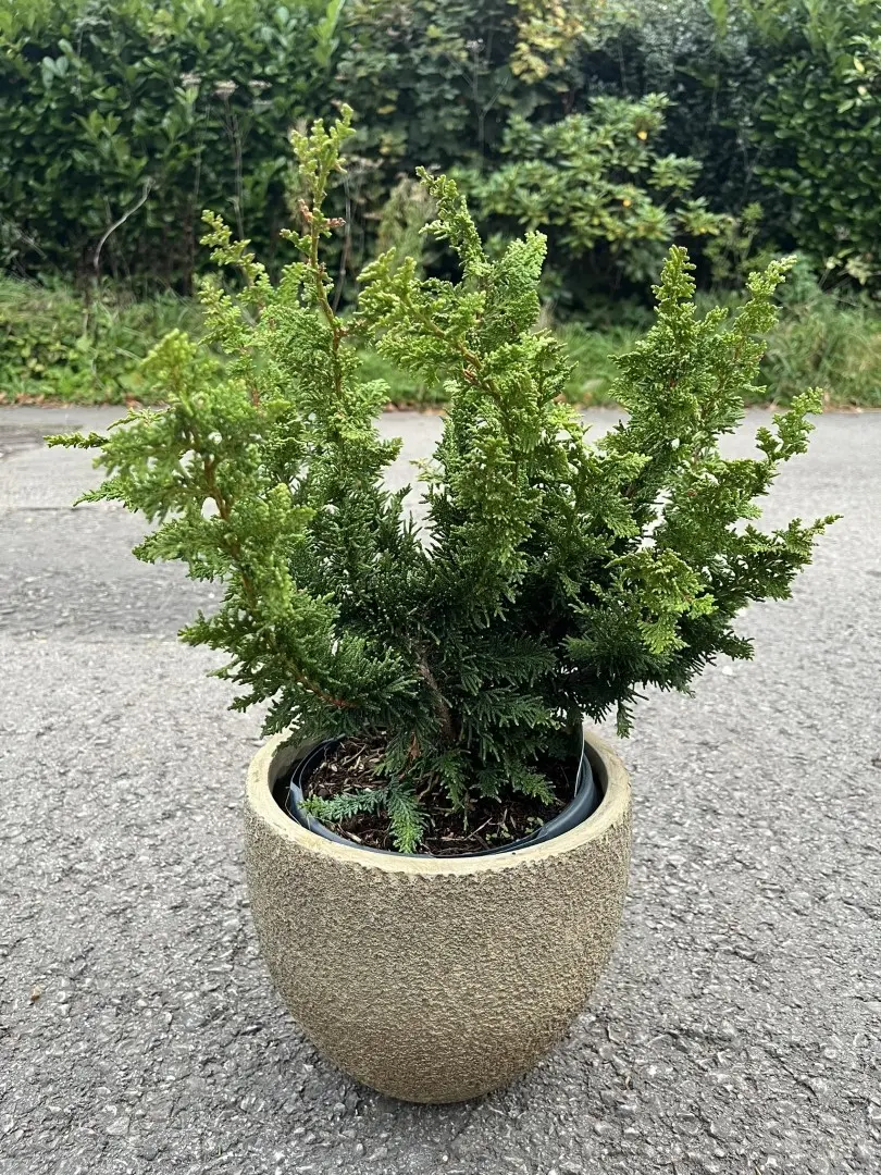 Hinoki Cypress 'Teddy Bear' 20/40cm (3L) - Image 2