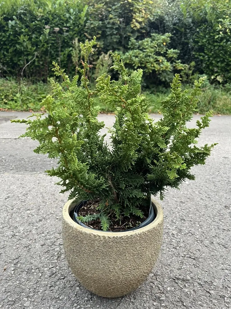 Hinoki Cypress 'Teddy Bear' 20/40cm (3L) - Image 3