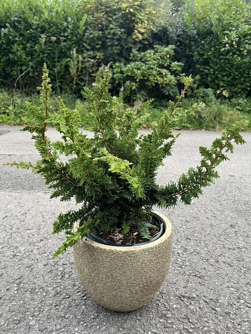 Hinoki Cypress 'Teddy Bear' 20/40cm (3L) - Image 4