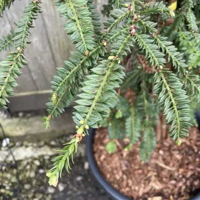 Sequoia sempervirens - Coast Redwood 'Cantab' 80/100cm