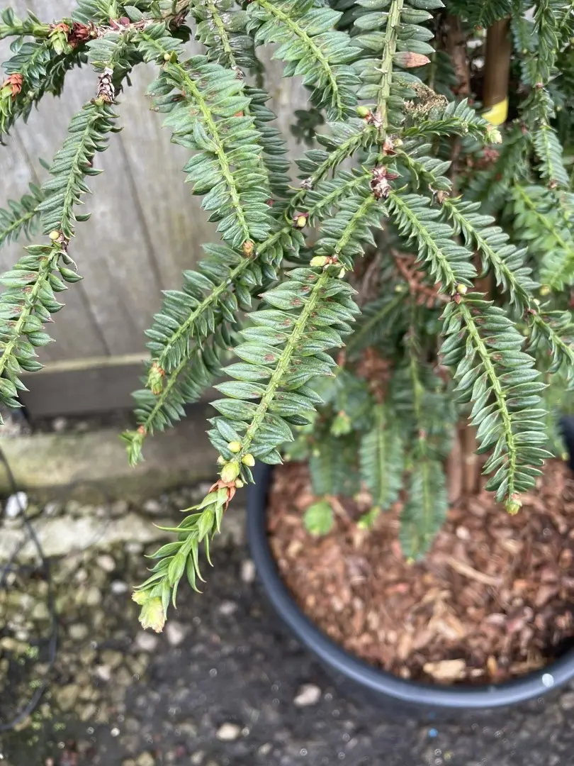 Sequoia sempervirens - Coast Redwood 'Cantab' 80/100cm