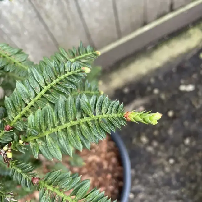 Sequoia sempervirens - Coast Redwood 'Cantab' 80/100cm