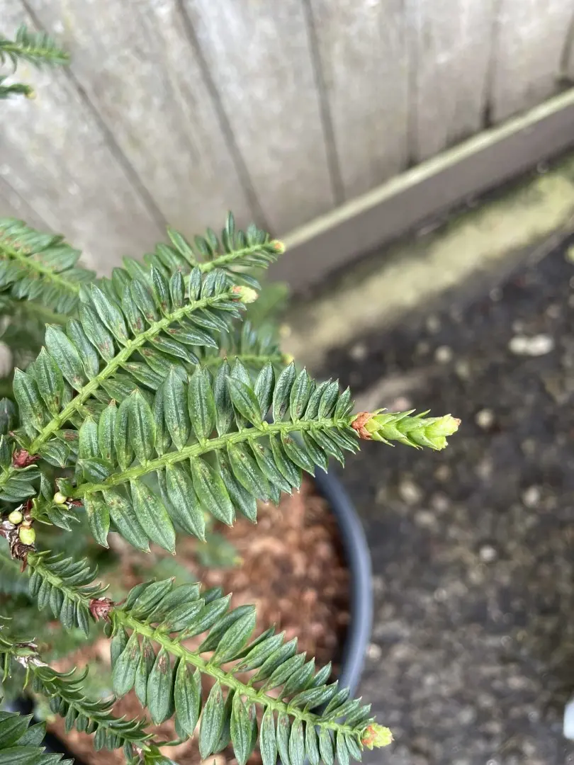 Sequoia sempervirens - Coast Redwood 'Cantab' 80/100cm