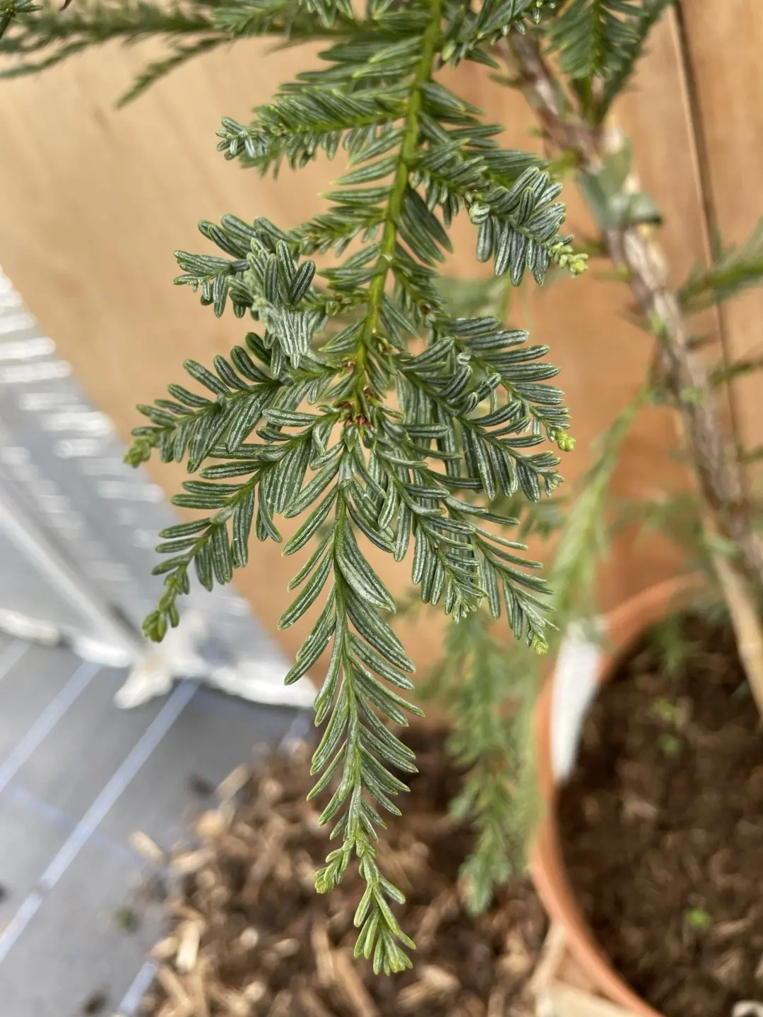 Coast Redwood 'Mount Loma Prieta Spike'