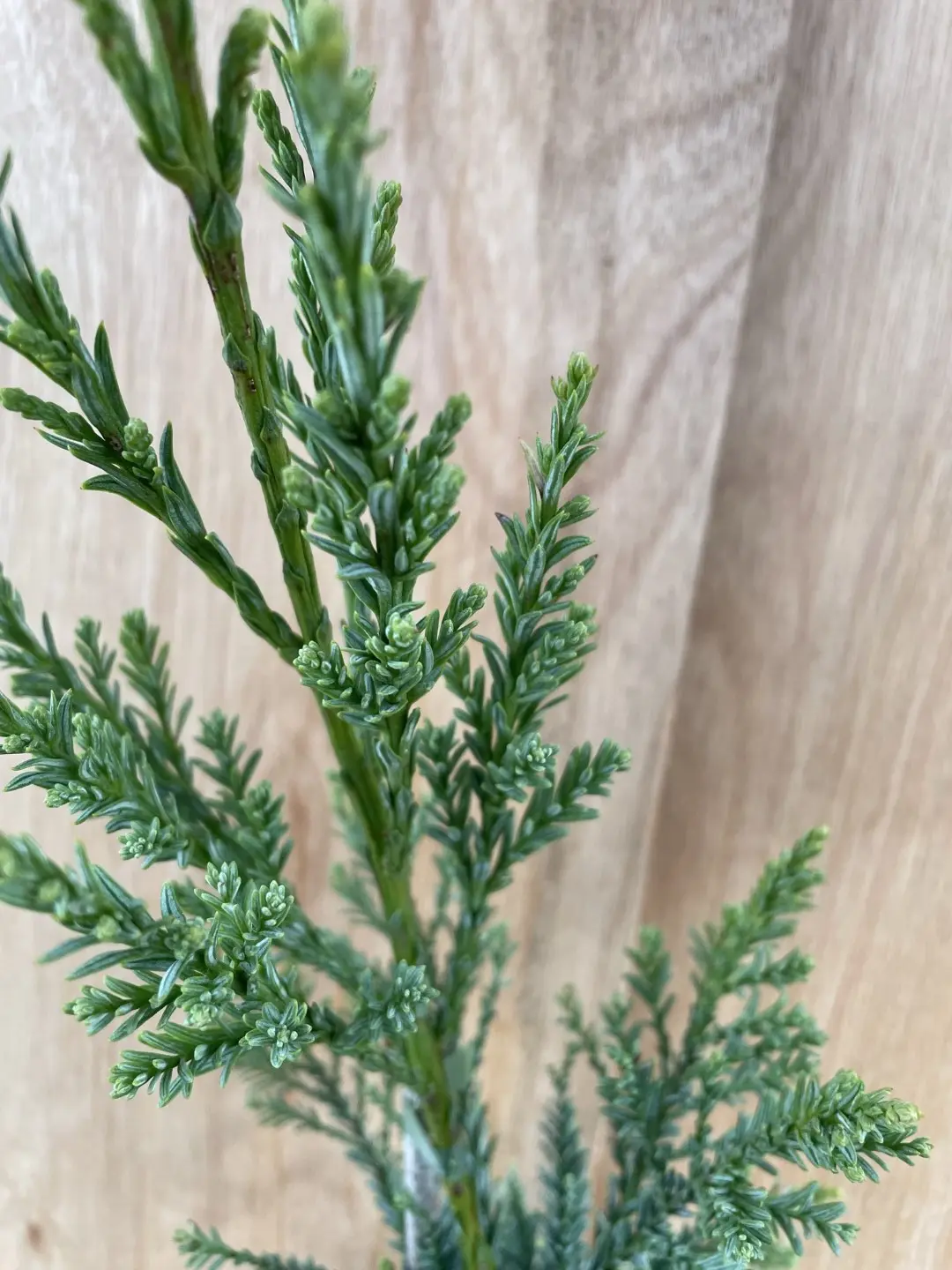 Coast Redwood 'Mount Loma Prieta Spike'