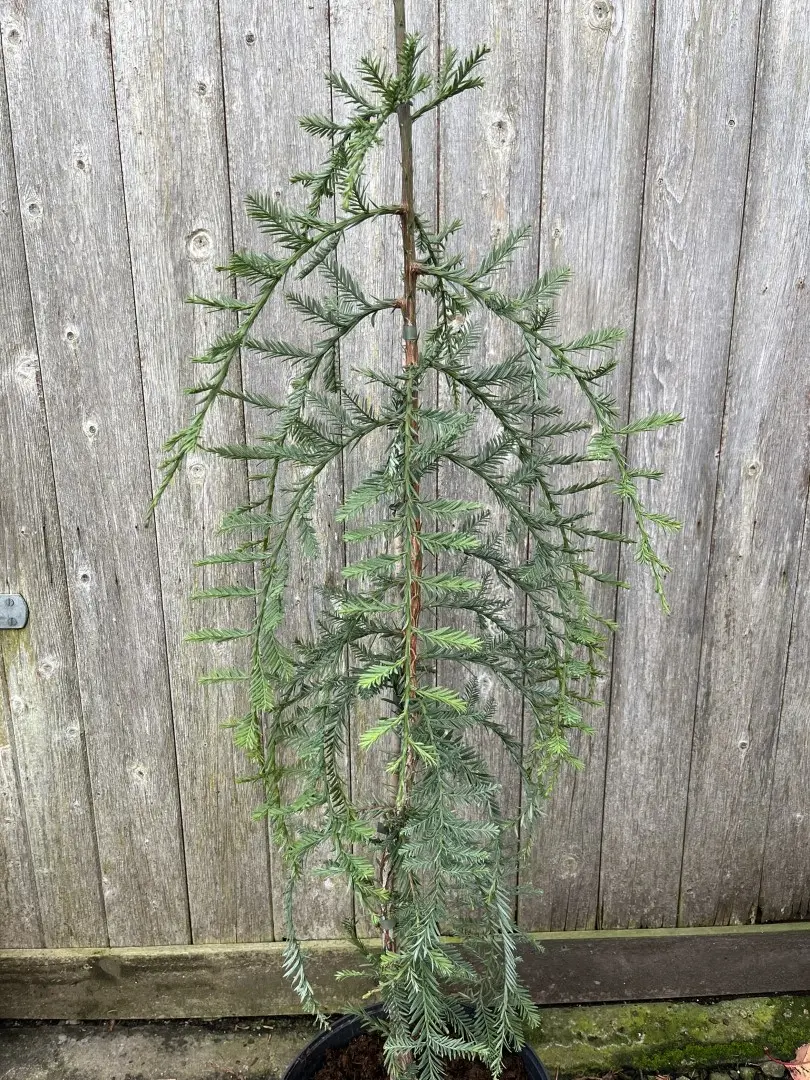 Coast Redwood 'Loma Prieta Spike'
