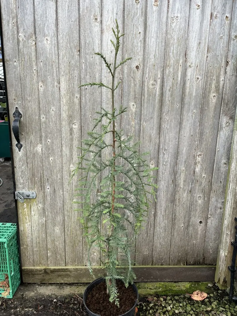 Coast Redwood 'Loma Prieta Spike' 100/120cm (10L) - Image 3