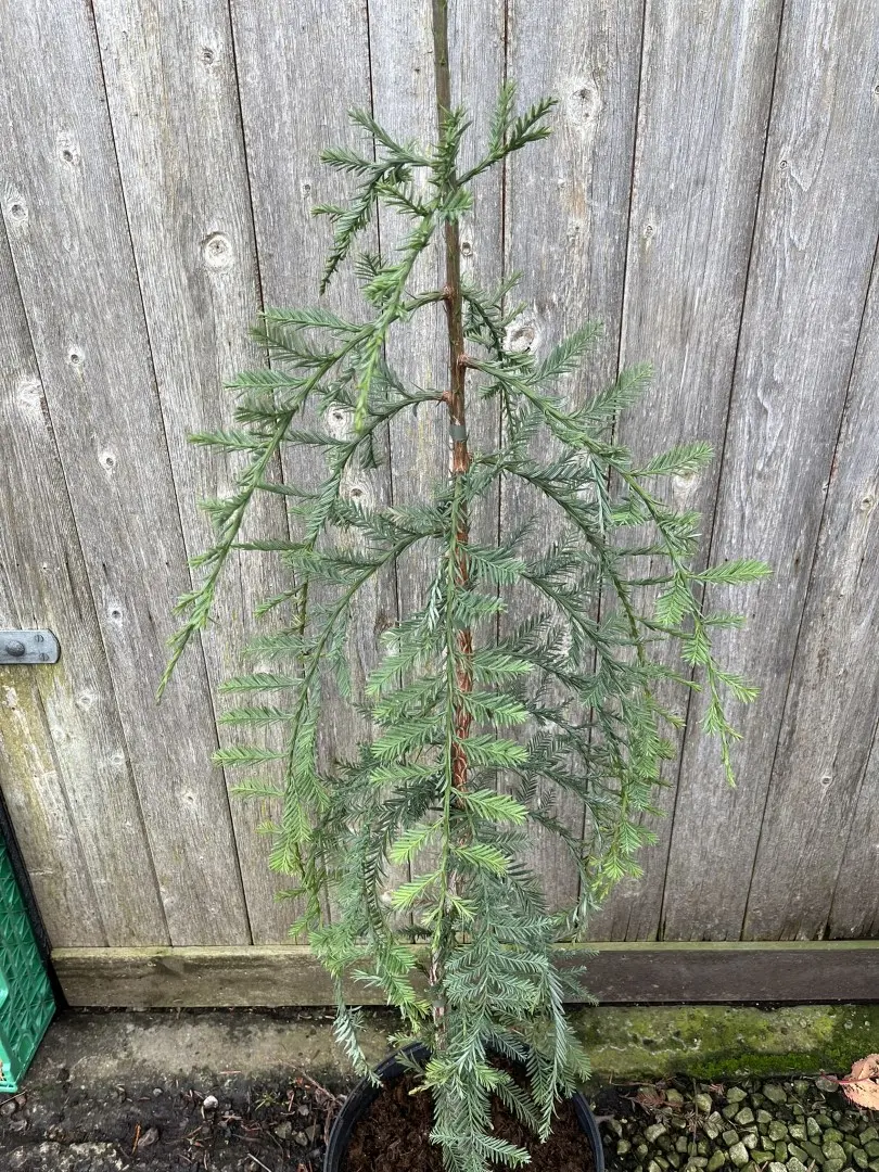Coast Redwood 'Loma Prieta Spike' 100/120cm (10L) - Image 2