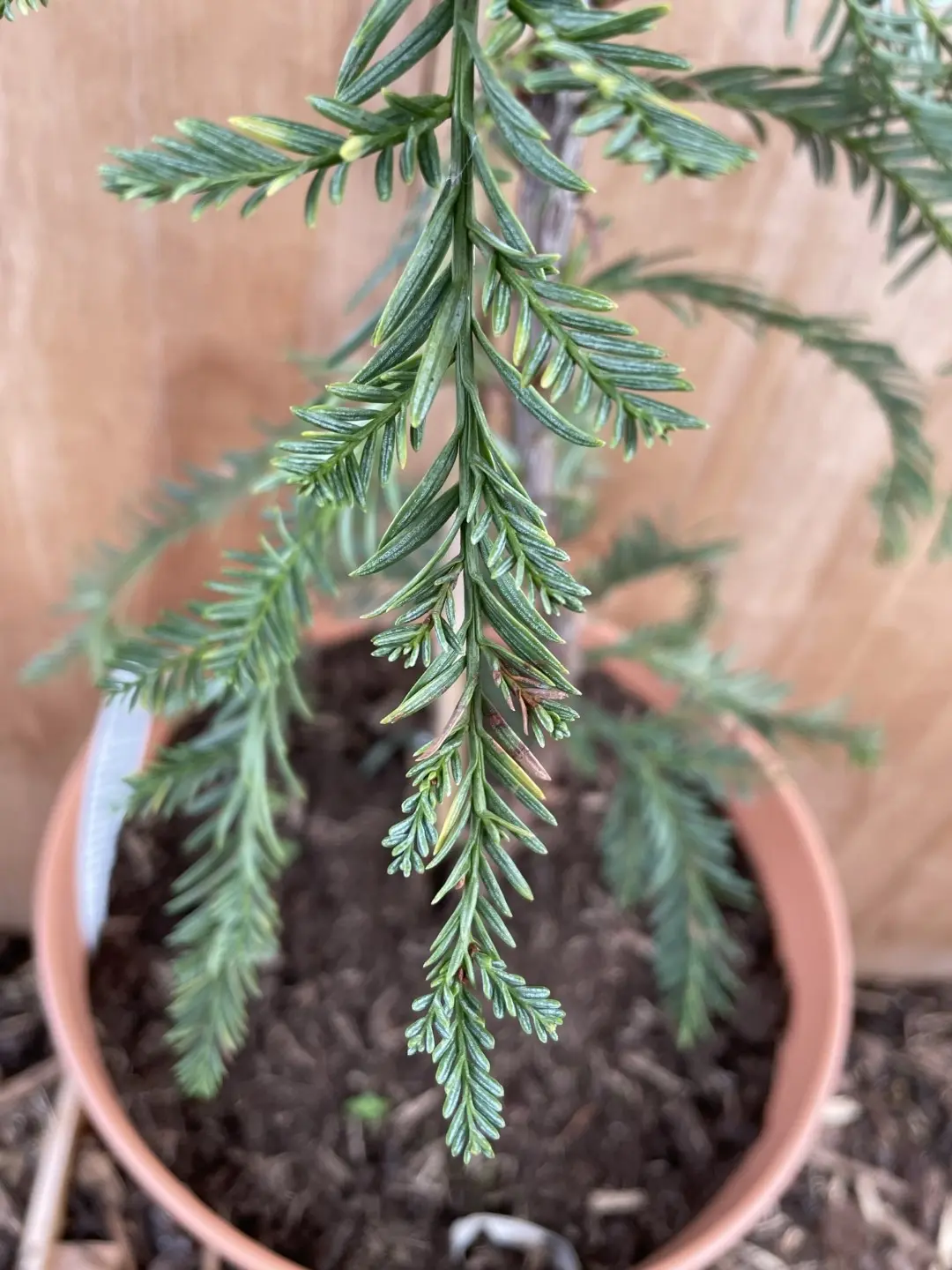 Coast Redwood 'Mount Loma Prieta Spike'