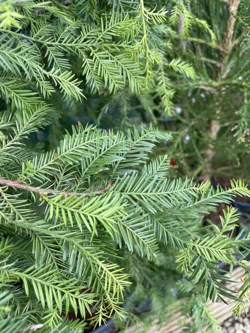 Coast Redwood Silver Ghost 200/250cm 55L Pot