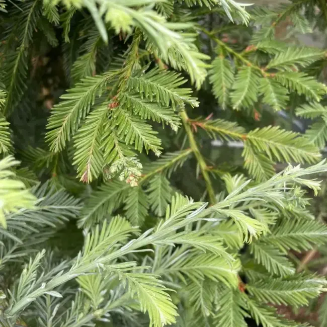 Coast Redwood ‘Winter Blue’