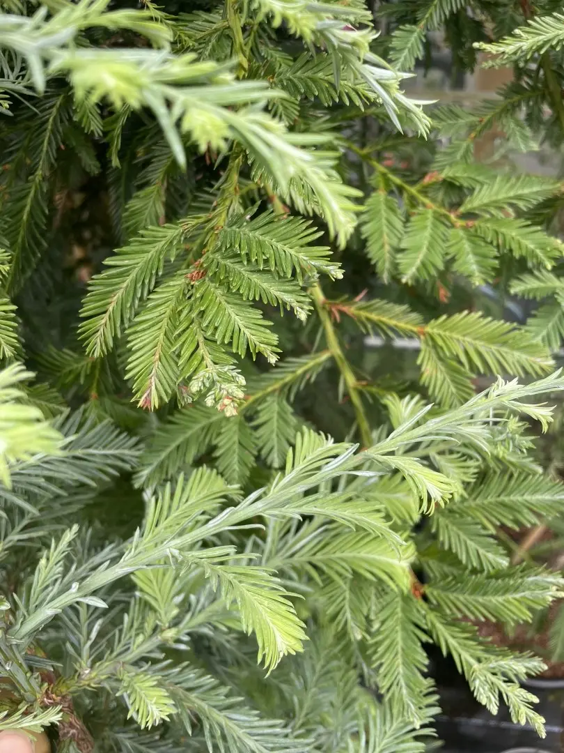 Coast Redwood ‘Winter Blue’