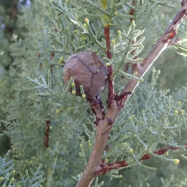 Cupressus arizonica Arizona Cypress seeds