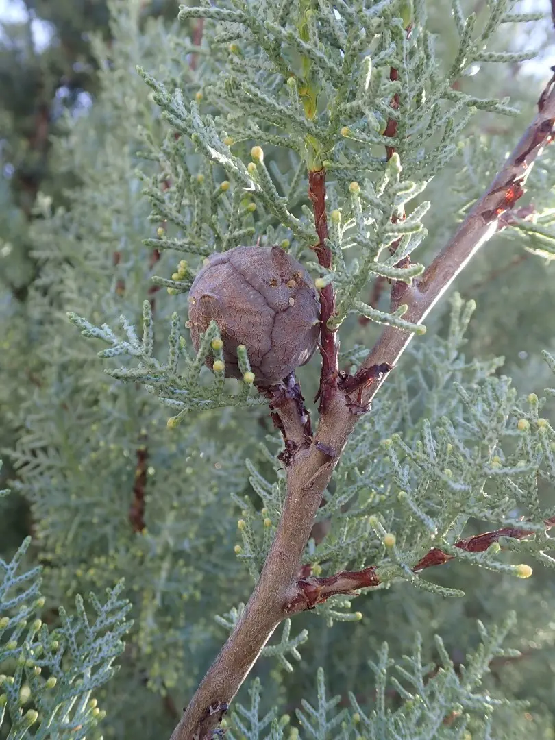 Cupressus arizonica Arizona Cypress seeds