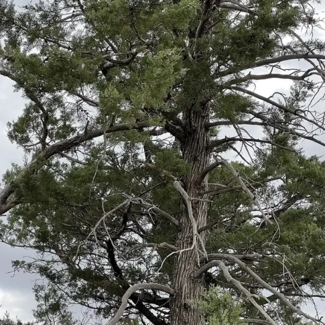 Cupressus arizonica Arizona Cypress seeds