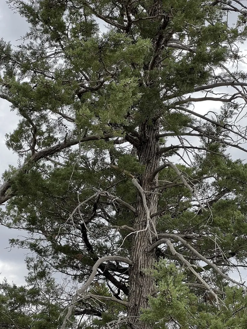 Cupressus arizonica Arizona Cypress seeds
