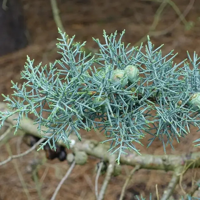 Cupressus arizonica Arizona Cypress seeds