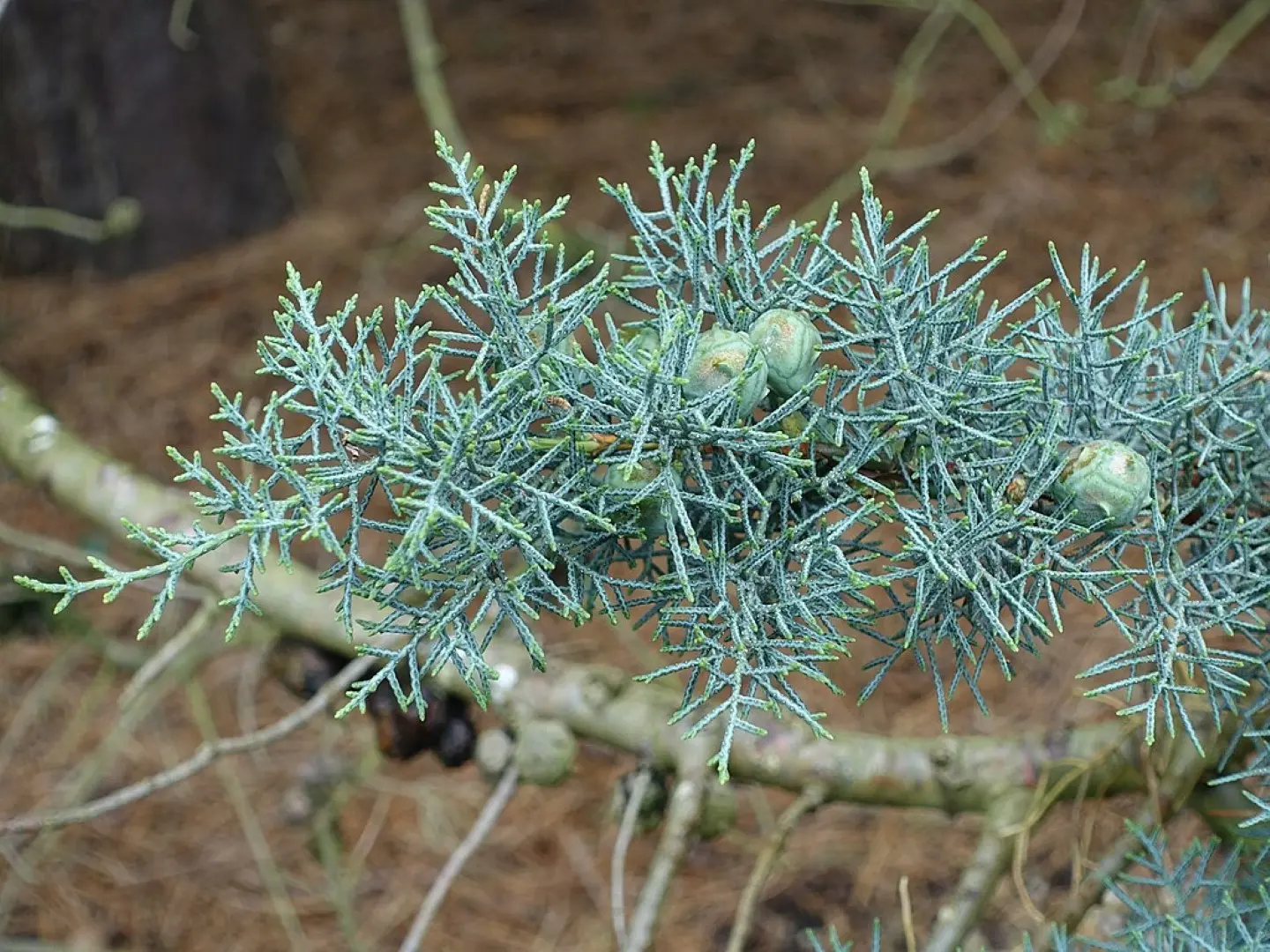Cupressus arizonica Arizona Cypress seeds