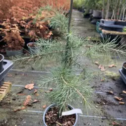 Deodar Cedar 60/80cm (2L)