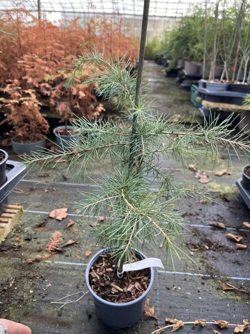 Deodar Cedar 60/80cm (2L)