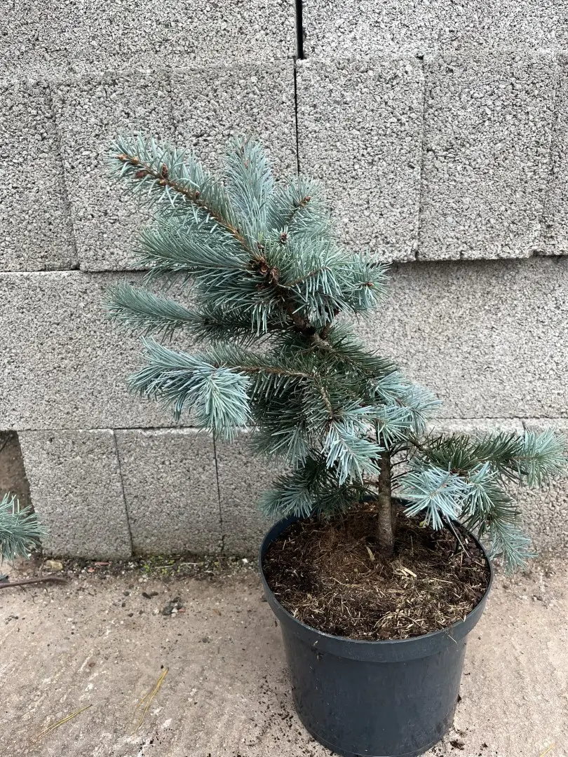 Douglas Fir 'Blue Wonder' 40/60cm (5L) - Image 3