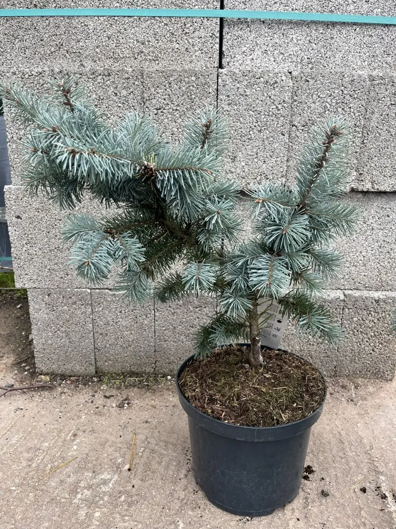 Douglas Fir 'Blue Wonder' 40/60cm (5L) - Image 2